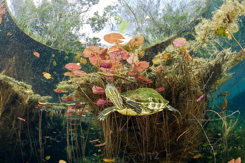 Meso-American Slider in Cenote, Tulum, Yucatan Peninsula, Mexico (Trachemys scripta venusta)