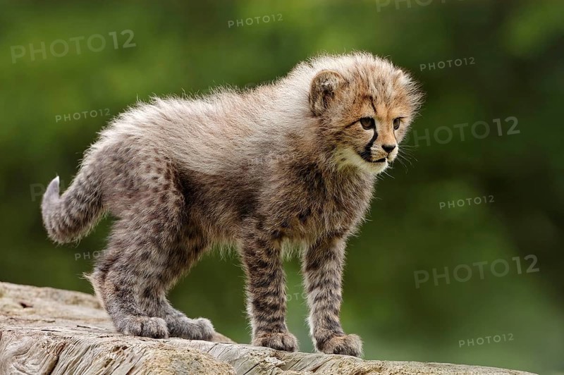 Cheetah (Acinonyx jubatus), young