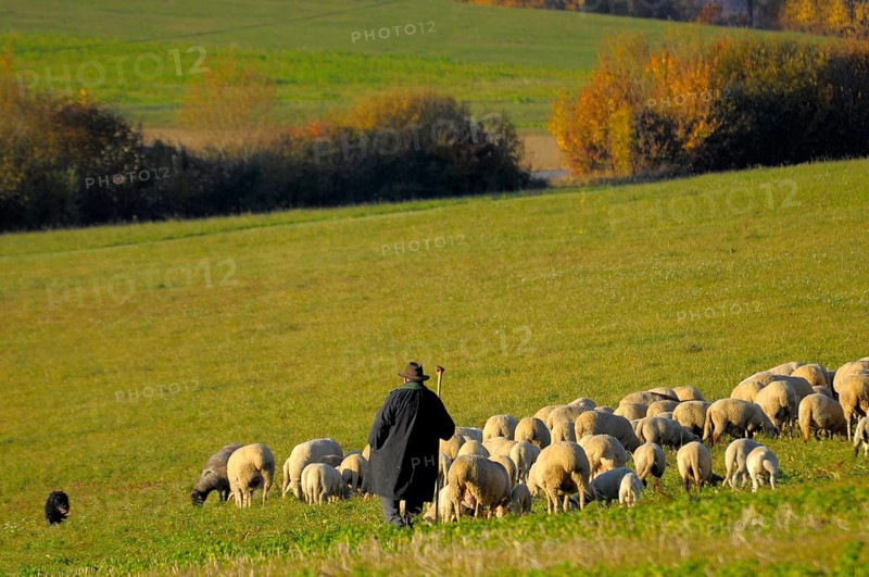 Landscape : Swabian Alb Flock of sheep in autumn on pasture, with shepherd, domestic sheep (Ovis orientalis aries)