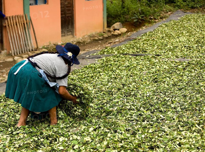Coca (erythroxylum coca), cocaine production, drying of the leaves in the village of Pilcopata, Andes, Peru, South America