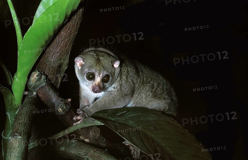 Bosman's potto (perodicticus potto), adult