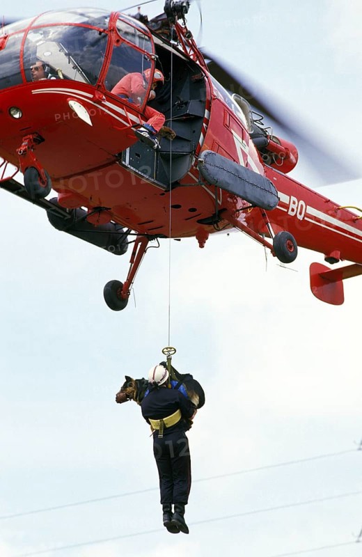 German Shepherd Dog at a Disaster Dog Training Course