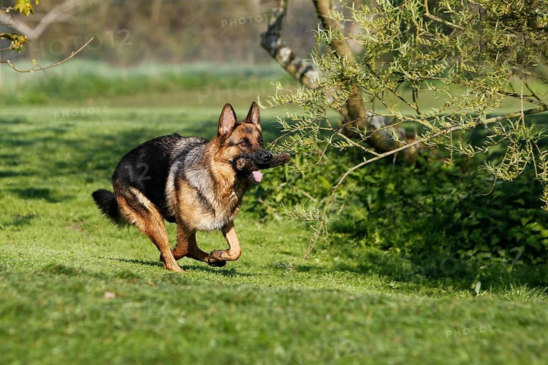 German Shepherd Dog, Adult running on Lawn, with Stick of Wood in Mouth