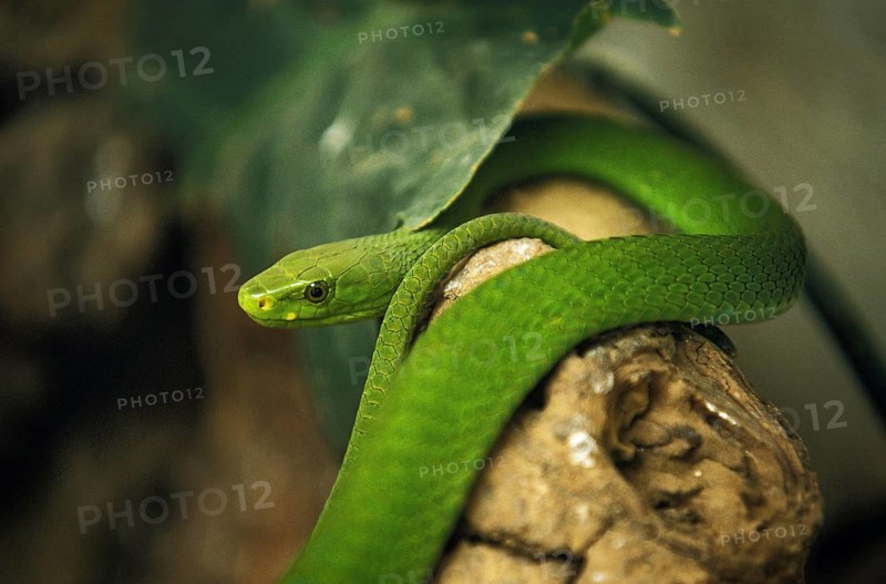 GREEN MAMBA (dendroaspis angusticeps), TANZANIA