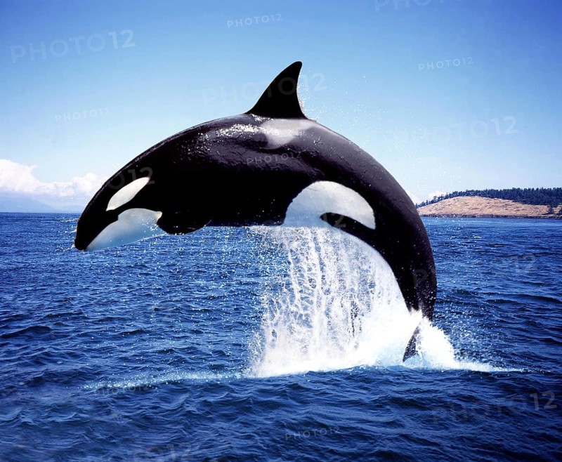 Killer Whale (orcinus orca), Adult Breaching, Channel near Orca's Island