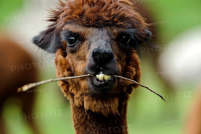 Alpaca (Llama pacos)