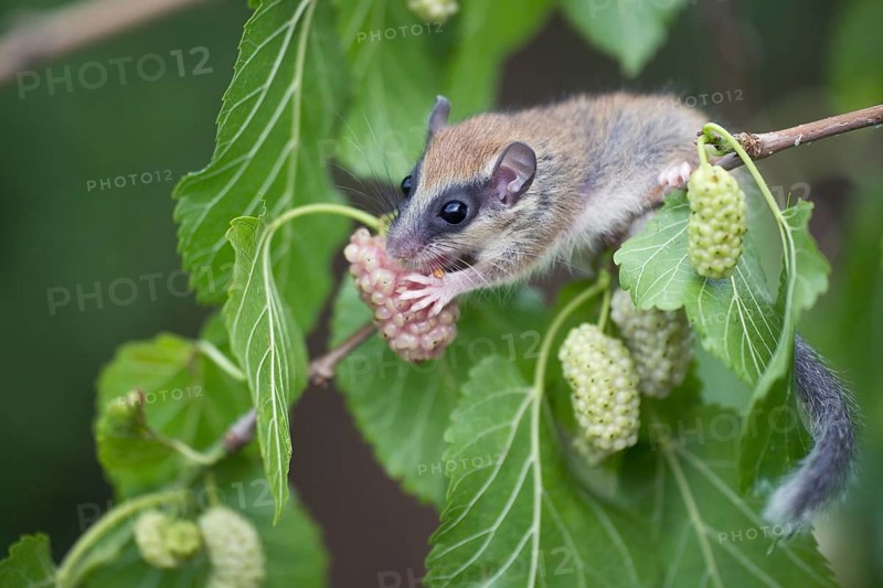 Forest Dormouse (Dryomys nitedula), young, Bulgaria, Europe