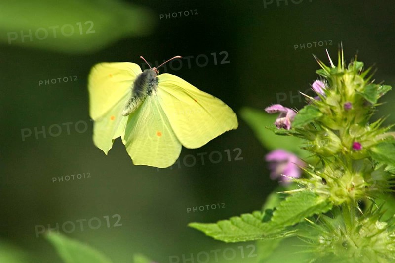 Brimstone (Gonepteryx rhamni) flying, with a (Lamium purpureum), purple dead-nettle