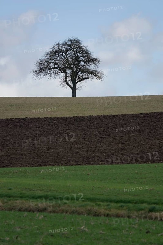 Colour gradations on arable land and meadows, agriculture, agribusiness, Michelbach an der Bilz, Schwäbisch-Fränkischer Wald Nature Park, Kochertal, Kocher, Schwäbisch Hall, Hohenlohe, Heilbronn-Franken, Baden-Württemberg, Germany, Europe