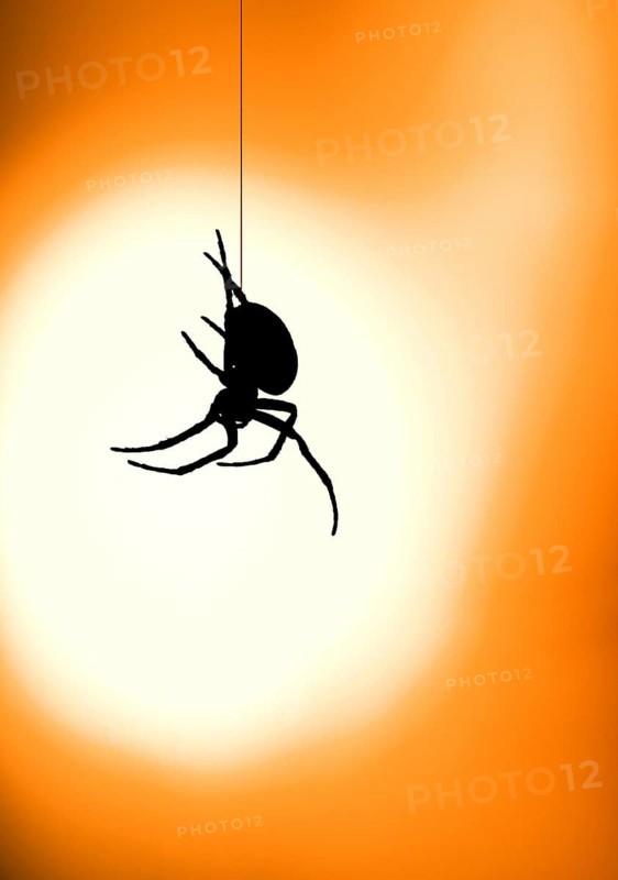 Closeup, macro of an European garden spider, cross orbweaver, diadem spider, orangie, cross spider, (Araneus diadematus), descending on a thread, orange street lamp, streetlight, as background