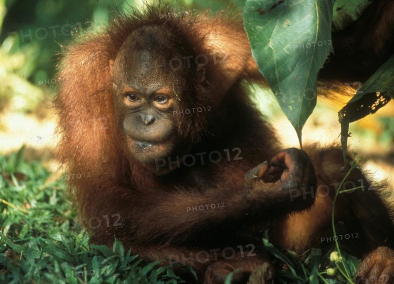 Im MalayischenTeil auf Borneo gibt es zwei Orang Utan Reha-Stationen (Sepilok, Sarawak und Sabah) für die vom Aussterben bedrohten Menschenaffen. in the malayian part of Borneo there are two Orang Utan Reha stations