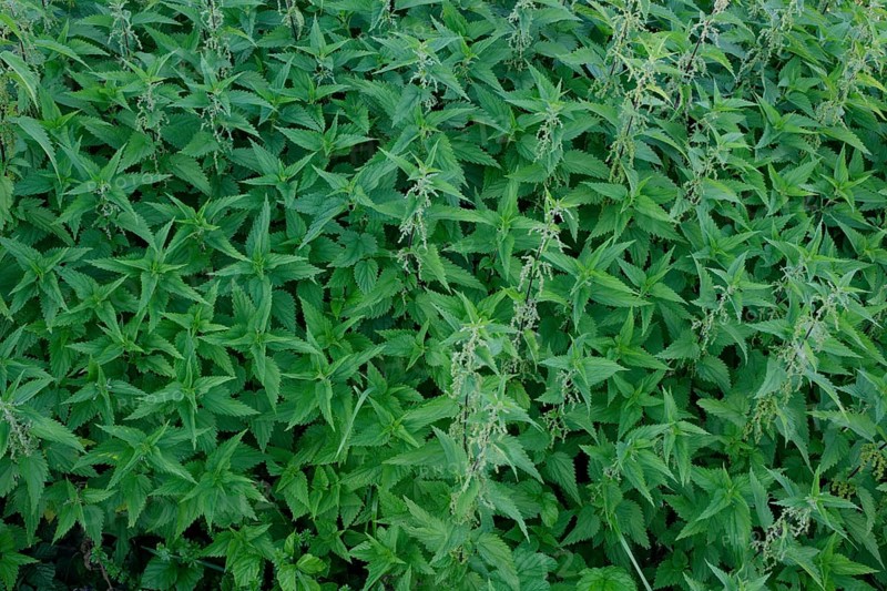 Primeval forest of stinging nettles (Urtica), Schwäbisch Hall, Heilbronn-Franken, Hohenlohe, Baden-Württemberg, Germany, Europe
