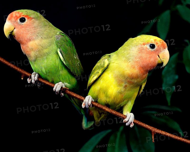Rosy Faced Lovebird (agapornis roseicollis), Adults standing on Branch