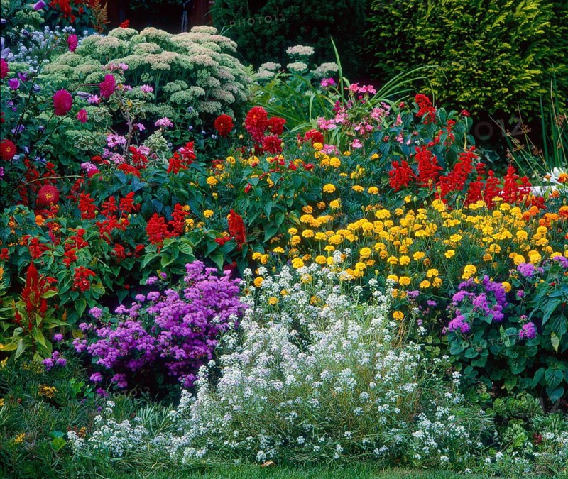 Front garden in summer, various perennials