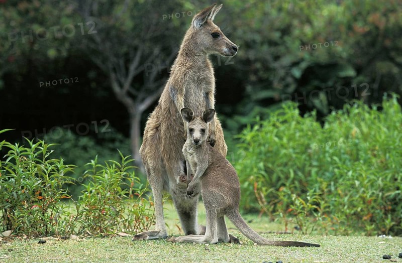 Eastern Grey Kangaroo (macropus giganteus), Female with Joey, Australia, Oceania