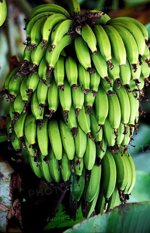 BUNCH OF BANANAS, HAWAII