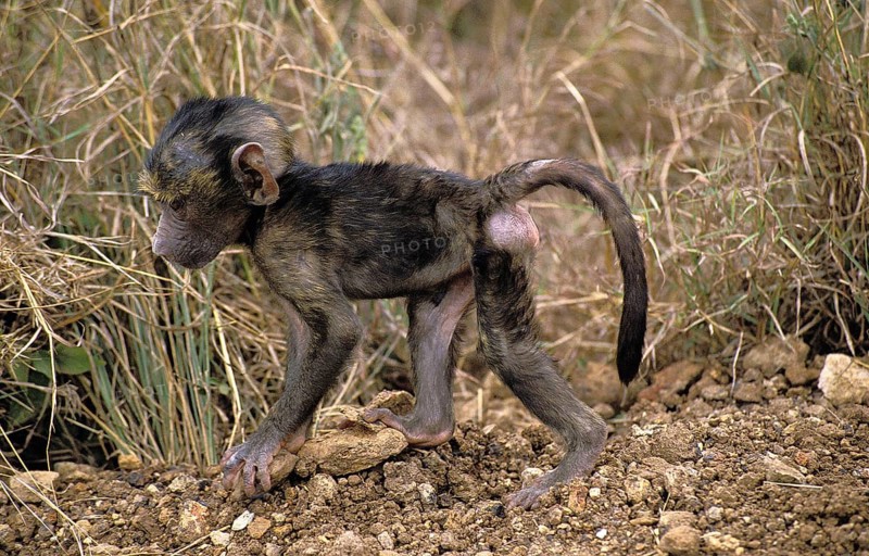 Olive Baboon (papio anubis), young walking, Masai Mara Park in Kenya