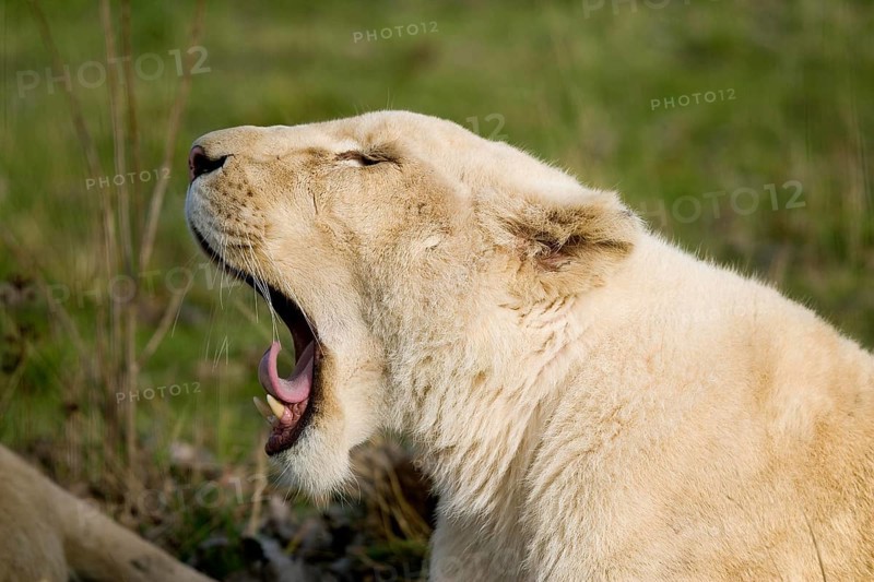 White Lion (panthera leo) krugensis, Female Yawning