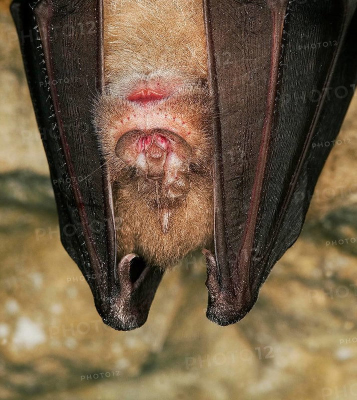 GREATER HORSESHOE BAT (rhinolophus ferrumequinum), ADULT HIBERNATING IN A CAVE, NORMANDY IN FRANCE