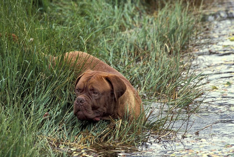 Bordeaux Mastiff Dog entering Water