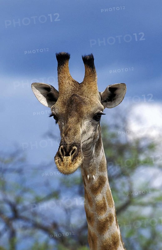 Rothschild's Giraffe (giraffa camelopardalis rothschildi), Portrait of Adults