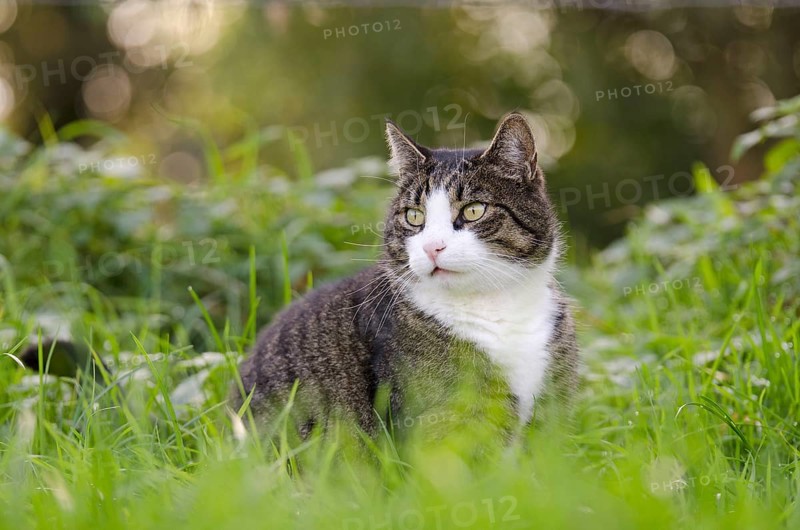 Domestic cat