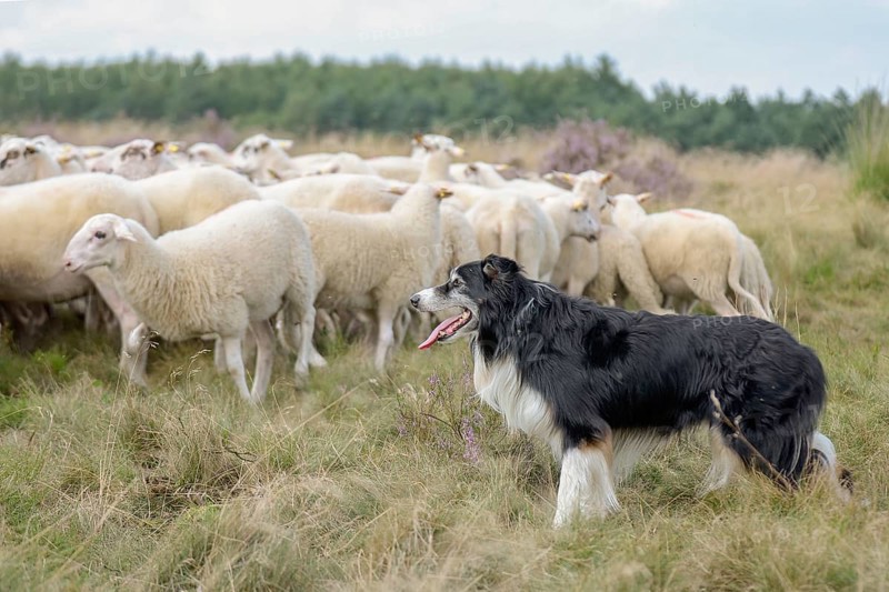 Australian Shepherd herding dog guards Bentheimer Land sheep