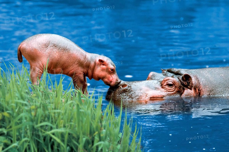 Hippo (Hippopotamus amphibius) with young animal