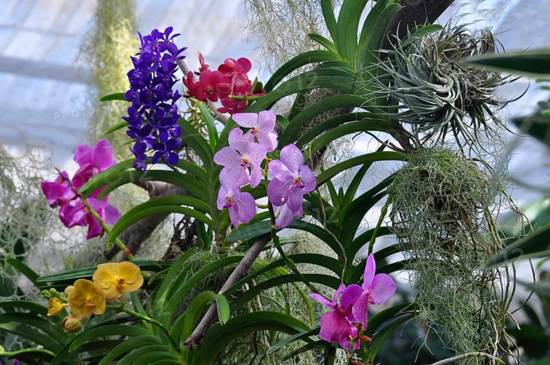 On Lake Constance, Mainau Island, Butterfly House, various orchids