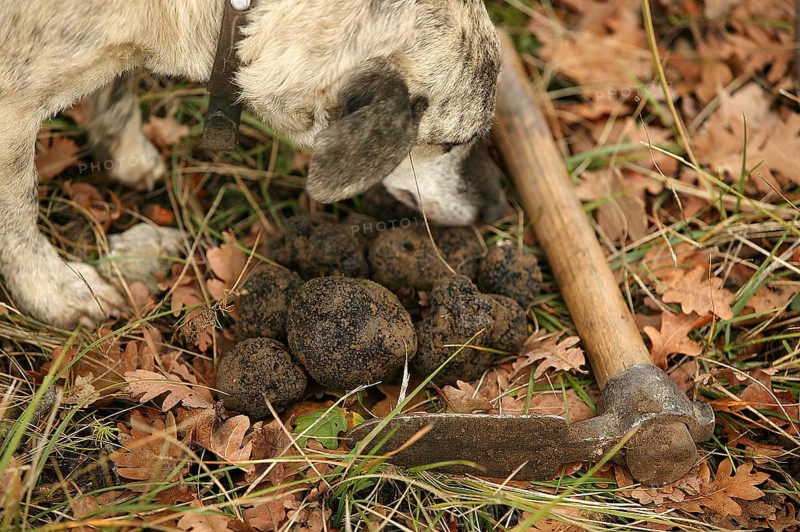 TRUFFLE DOG, TRUFFLE MOLLS, DROME IN SOUTHEAST OF FRANCE