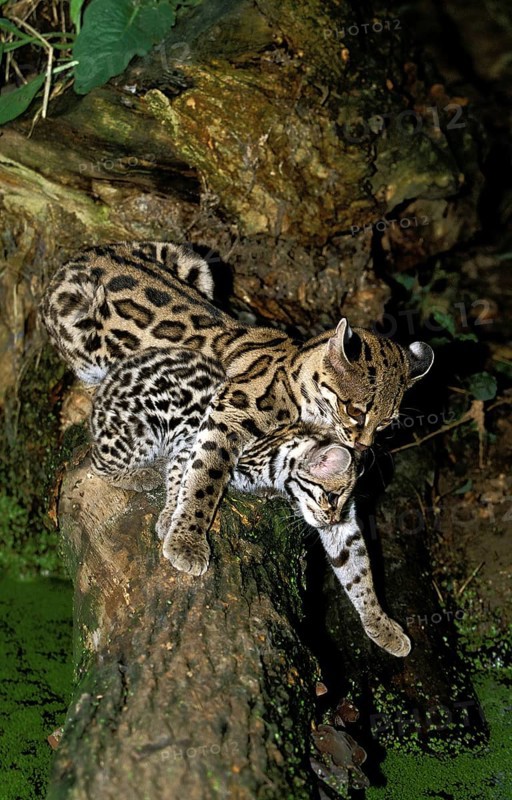 Margay (leopardus wiedii), FEMALE CAT WITH DICE IN THE MOUTH