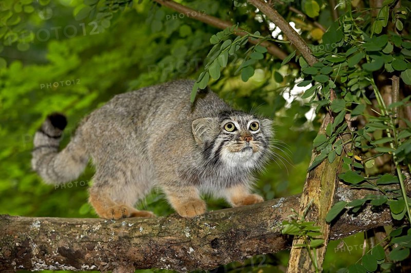 Pallas's cat (Otocolobus manul) OR PALLAS CAT, ADULT AT THE BRANCH