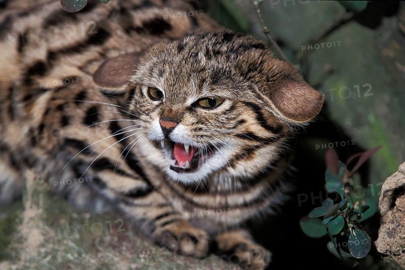 Black-Footed Cat (felis nigripes), Adult Snarling, in Defensive Posture