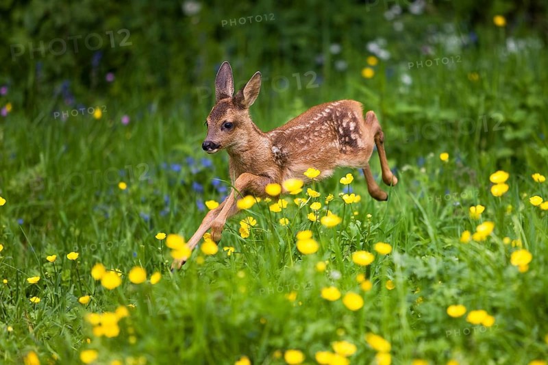 Roe Deer (capreolus capreolus), Foan running through Flowers, Normandy