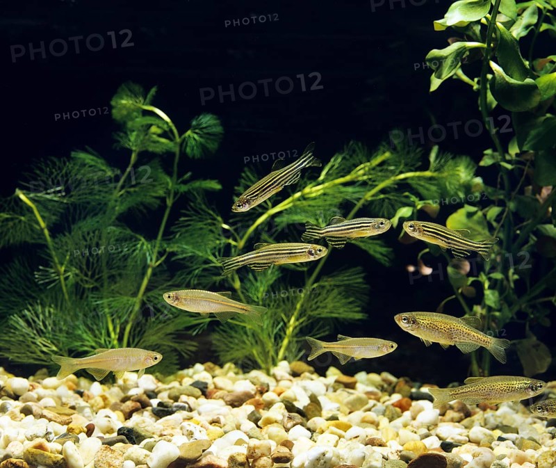 Aquarium with pearl belly fish, brachydanio albolineatus, leopard belly fish and zebra danio (brachydanio frankei) brachydanio rerio