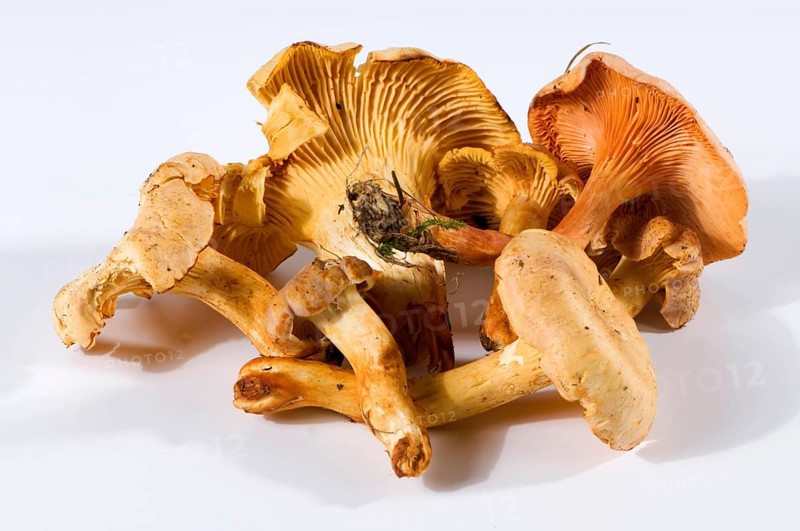 Chanterelle (Cantharellus cibarius) and false chanterelle (Hygrophoropsis aurantiaca)
