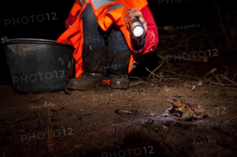 Common toad (Bufo bufo) Toad migration, Rhineland-Palatinate, Germany, Europe