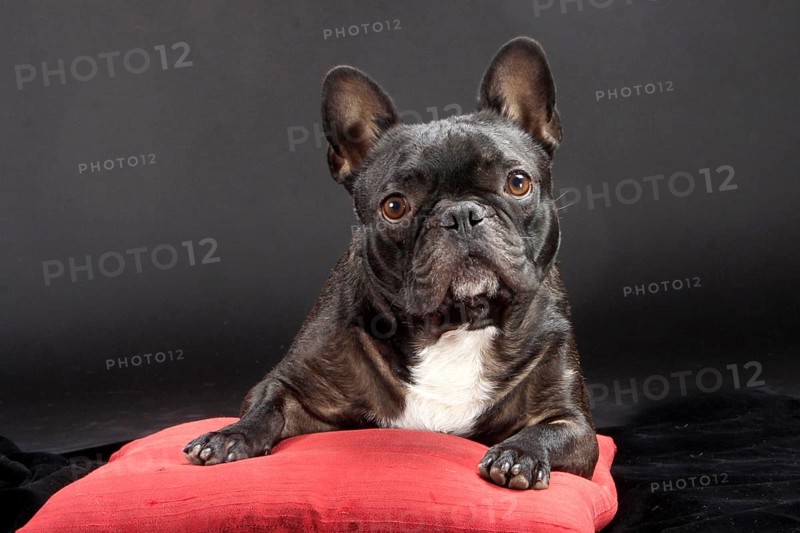 French Bulldog on pillow, French Bulldog