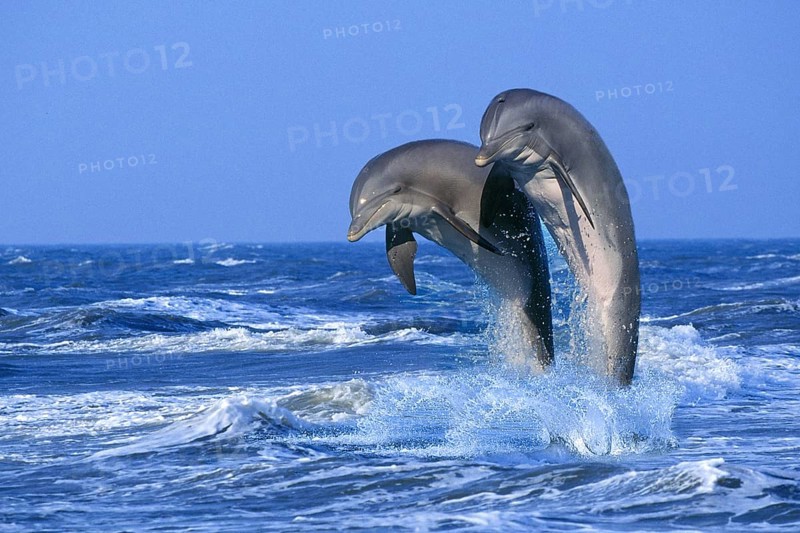 Bottlenose Dolphins (Tursiops truncatus)