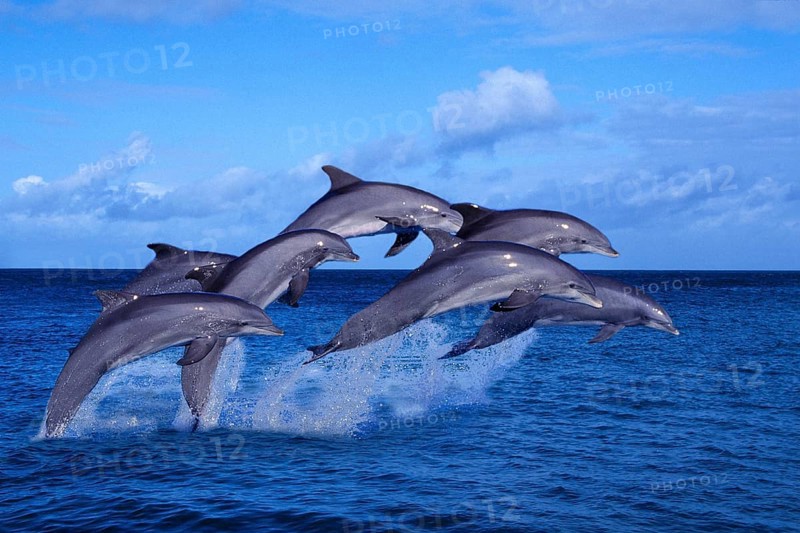 Bottlenose dolphins (Tursiops truncatus), page