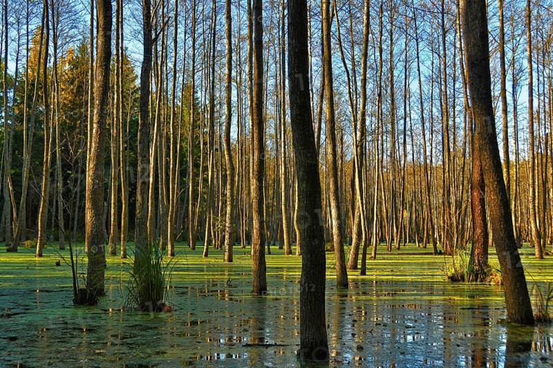 Mazury, Gierloz, Görlitz, Auwald