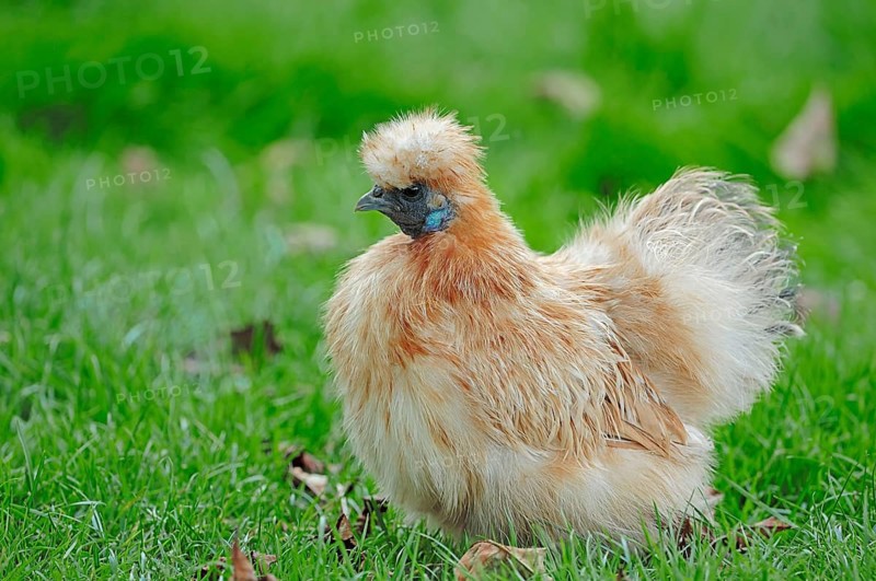 Silkie, Domestic fowl