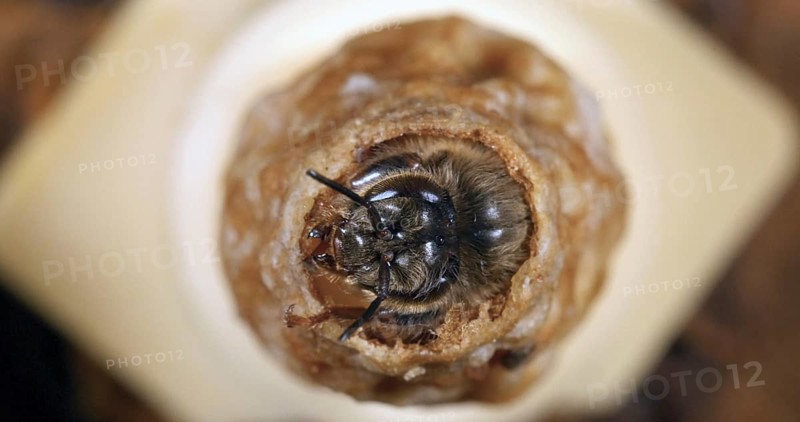 European Honey Bee (apis mellifera), Emergence of a Queen, Bee Hive in Normandy