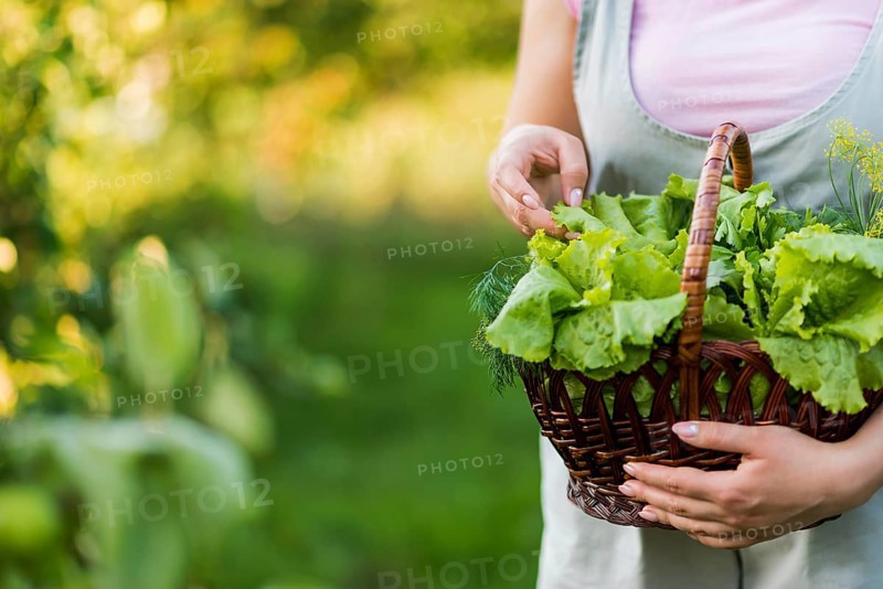 Close up girl holding basket with lettuce leaves