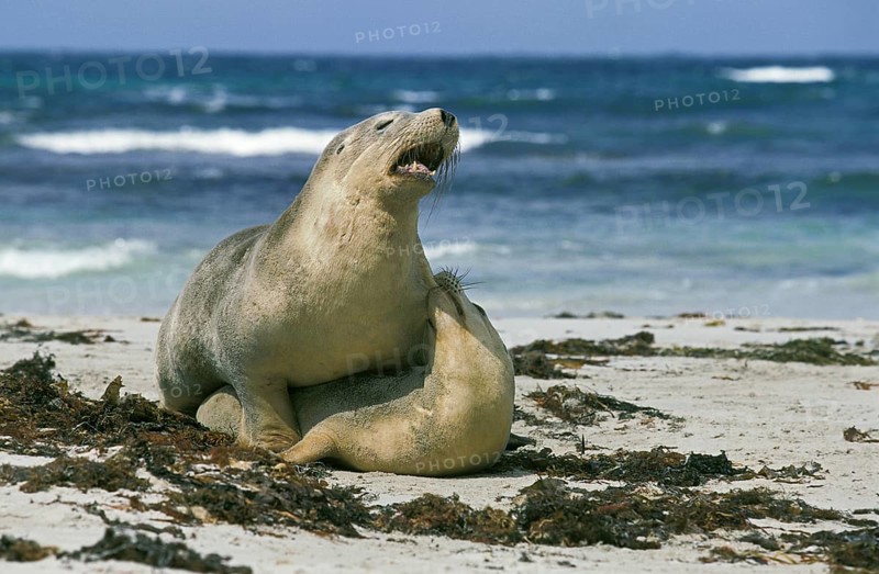 AUSTRALIAN SEA LION (neophoca cinerea), ADULT PAIR MATING ON BEACH, AUSTRALIA