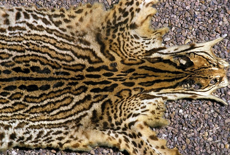 Ocelot (leopardus pardalis), adult skin