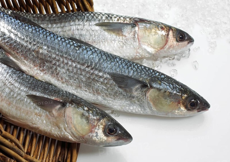 MULLET (chelon labrosus) IN A BASKET WITH ICE