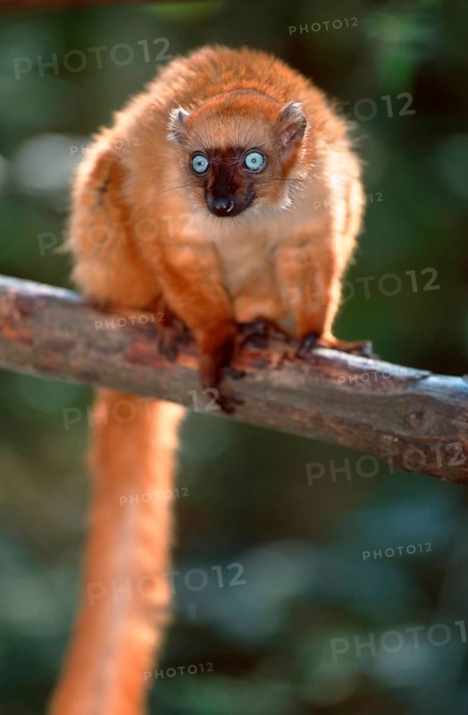 Blue-eyed Lemur, female (Eulemur macaco flavifrons)