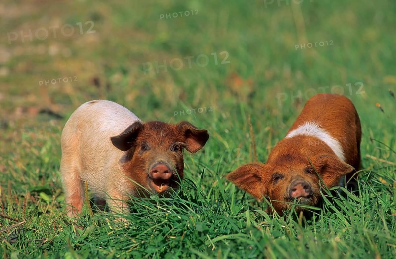Red-breasted Husum Protest Pig, Danish Protest Pig, German Saddleback Pig Division Red-breasted Husum Pig