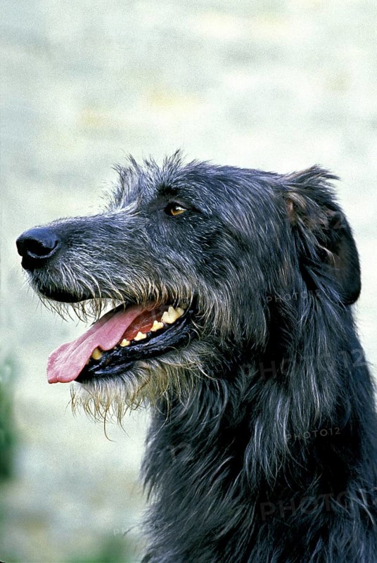 Irish Wolfhound, portrait of an adult with tongue sticking out
